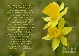 Daffodils Poem By William Wordsworth Photograph By Olga Hamilton Daffodils Poem Daffodils Flower Poem