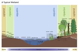 Graphic Of The Parts Of A Wetland Wetland Ecology Design Sustainable City