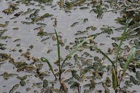 Image result for Lagarosiphon muscoides