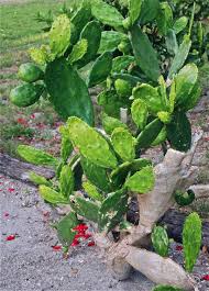 Prickly pear cactus is eaten whole (boiled or grilled). Florida Memory Nopales Edible Prickly Pear In Cedar Key Florida