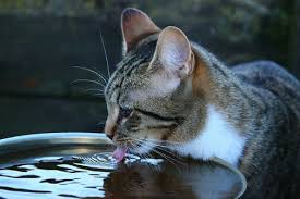 Terkadang pada anjing dan kucing (terutama) sering ada luka yang tidak terlihat biasanya luka. Tanda Tanda Kucing Sakit Dan Cara Mengatasinya Hobinatang