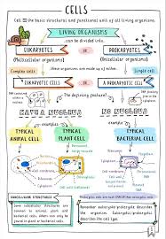 Get Your Free Gcse Biology Revision Notes Comparing Animal Plant And Bacterial Biologie Ani Lernen Tipps Schule Biologie Studium Oberstufe Biologie
