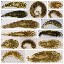 Image result for Microchloa altera