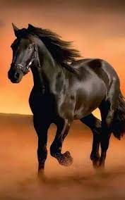 We did not find results for: 170 Inspirations Nature Horses Ideas In 2021 Horses Horse Art Beautiful Horses