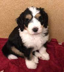 Pet breeder in anderson, indiana. Mini Bernedoodle Breeder Columbus Buckeye Bernedoodles Bernedoodle Mini Bernedoodle Buckeye
