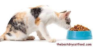 Best Grain Free Dry Cat Food 2020 Latest Reviews Never Seen Before Cat Food Reviews Dry Cat Food Best Cat Food