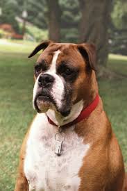 Genetics Of Dog Breeding Learn Science At Scitable