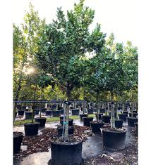 Image result for Mimusops