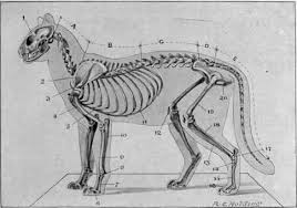 It consists of highly organised sheets of mineralised osteoid. Black Cat Endpapers