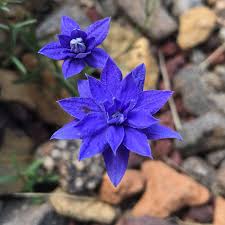 Wahlenbergia 'blue mist' is a dwarf, tufted, herbaceous perennial with small leaves and stunning double royal blue flowers. The Australian Tall Bluebell Wahlenbergia Stricta Blue Mist Has Double True Australian Flowers African Plants Bluebells