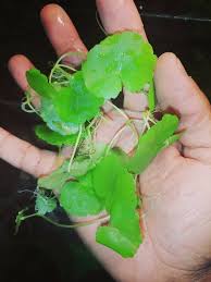 Image result for Hydrostachys polymorpha