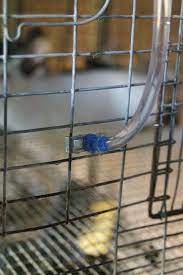 Life On The Blue Goat Homestead How To Build An Automatic Rabbit Waterer In 2021 Rabbit Waterer Rabbit Hutches Rabbit