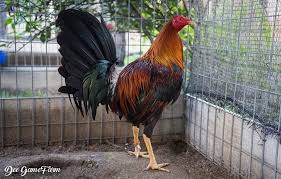 May 27, 2021 · fasiliti kesihatan di negeri itu dalam keadaan kritikal, dengan 81 kes dalam icu, menurut jpbn sarawak. Imported Boston Sweater Lemon Sweater Lemon Indonesia Peternakan Ayam Betina