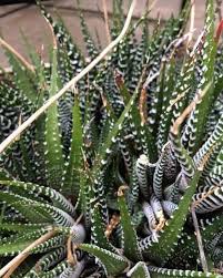 1632 x 1224 jpeg 489 кб. Why Do Succulent Leaves Turn Brown Yellow Or Black Succulent Plant Care