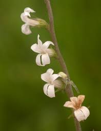 Image result for Cyphia