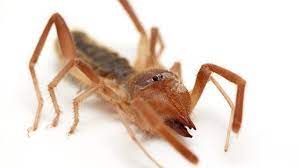 What does a spider bite look like at first? Spider Bites Identify What Bit You And Get Proper Help