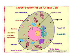 Cell membrane the cell membrane or plasma membrane is a biological membrane that separates the interior of all cells from the outside environment. 1 What Do You Think Is The Smallest Living Thing 2 What Are We Made Up Of 3 Based On Your Reading Last Class What Are The 2 Characteristics All Cells Ppt Download