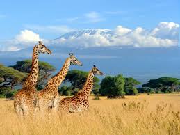 | vast savannas peppered with immense herds of wildlife. 2021 Kenya Travel Guide Matador