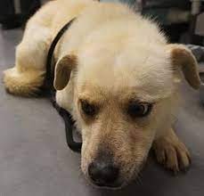 Maybe you would like to learn more about one of these? Farmington Nm Siberian Husky Meet Yoshi A Pet For Adoption