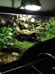 My 10 Gallon Dendrobates Leucomelas Vivarium With Moss All Filled In Vivarium Reptile Terrarium Bioactive Vivarium