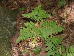 Image result for Pteridium aquilinum