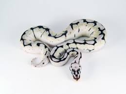 Albino Black Axanthic Ball Python Pin By Lisa Wilson On Ball Pythons Pet Snake Cute Snake Ball Python Morphs