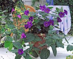 Image result for Thunbergia battiscombei