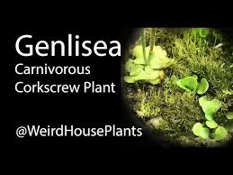Image result for Genlisea