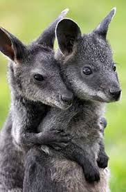 Wallabies Cute Animal Pictures Animal Hugs Cute Animals Cute Baby Animals