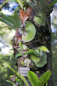 Why are my staghorn fern browning? How To Grow A Staghorn Fern Indoors Or Outdoors Dengarden