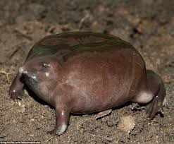 Meet The World S Ugliest Endangered Animals Daily Mail Online Endangered Animals Weird Animals Frog
