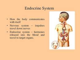 Male reproductive system notes coloring sheets reproductive system notes. Histology Of Endocrine Glands Ppt Video Online Download