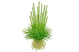 Image result for Eriocaulon africanum
