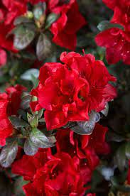 Autumn Fire Azaleas Landscaping Azalea Flower Azaleas Care