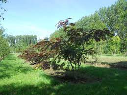 Hij is winterhard maar staat wel graag op een beschutte plaats. Albizia Julibrissin Summer Chocolate Mimosaceae Van Den Berk Nurseries