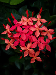 Image result for Ixora praetermissa