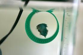 How To Make A Craft Mesh Betta Hammock Betta Betta Fish Toys Betta Fish