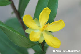 Image result for Ochna richardsiae