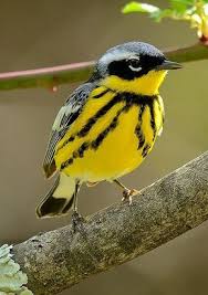 Magnolia Warbler Setophaga Magnolia A Migratory Songbird Breeding In Canada And The Northernmost Us Rengarenk Kuslar Guzel Kuslar Hayvanlar