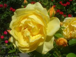 English roses from david austin roses | bare root & potted plants. Graham Thomas Rose Wikipedia