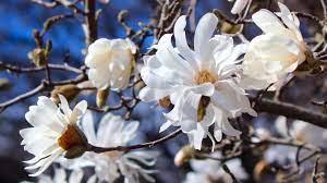 The map highlights the park's best blooms so you can find your favorites or discover new ones, with information about what to look for and the best time to visit. Top Ten Flower Spots In Central Park Central Park