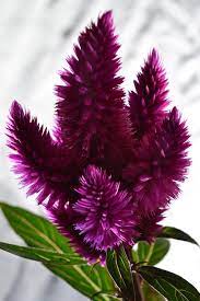 Celosia Flores Bonitas Flores Incomuns Flor De Jardinagem