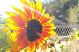 Los angeles, san diego, san jose, san francisco. Bees On Flowers In Southern California Greg Alder S Yard Posts Food Gardening In Southern California