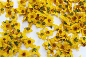 Edible flowers aren't commonly used in cooking and they really should be. Edible Flowers Micro Sun Daisy 200 Count