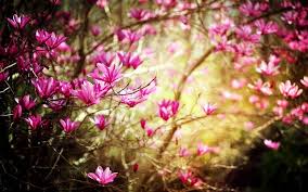 Find & download free graphic resources for spring. Free Spring Wallpaper For Pc Picserio Picserio Com