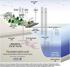 Students will design and conduct an investigation using the carbon cycle gizmo, on how changes in carbon. The Carbon Cycle Grid Arendal