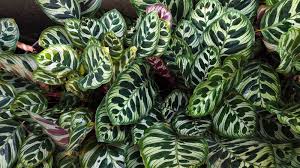Image result for Calathea