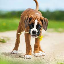 They have a playful personality & are an ideal family pet. 1 Boxer Puppies For Sale In Seattle Wa Uptown Puppies