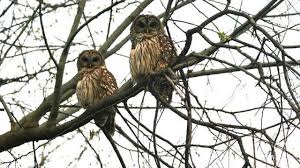 Next up is the aac tournament a week from today. Owls Nest In Midtown Tulsa Again While World Watches