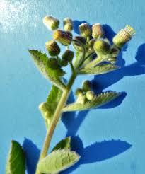 Image result for Blumea